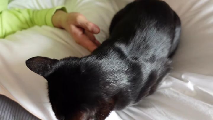 박수홍이 키우는 고양이 모질 | 인스티즈