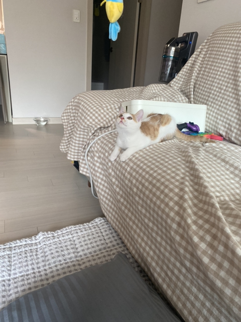 냥줍한지 한달 된 우리 고양이 보고가~!~! | 인스티즈