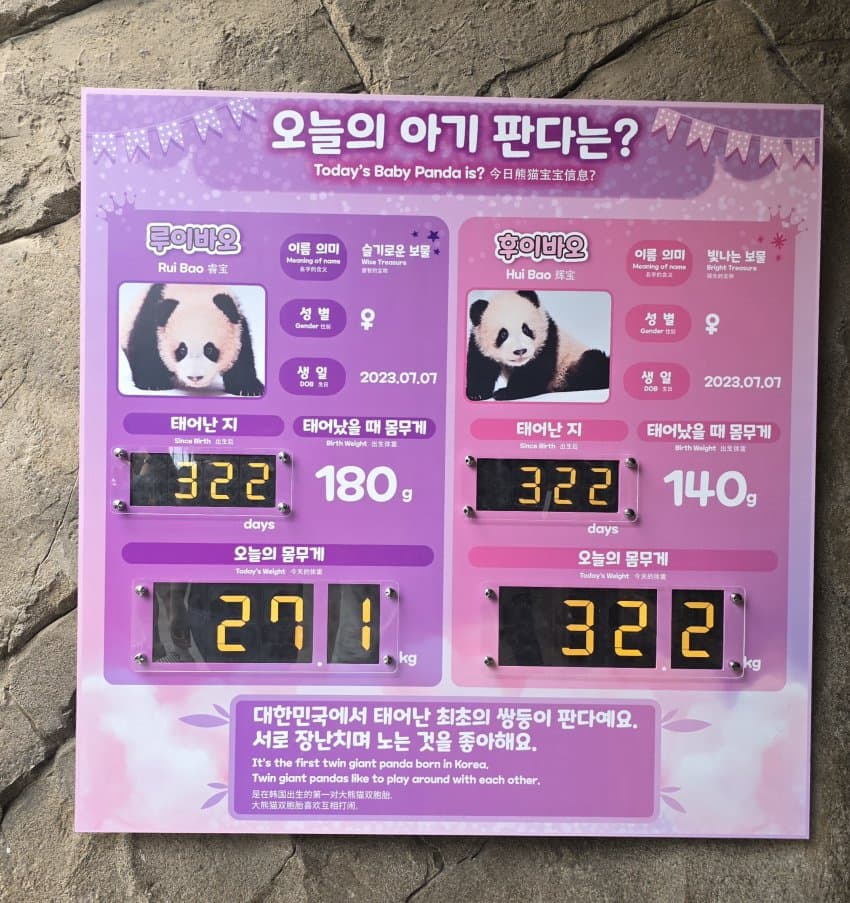 후이바오한텐 루이보다 분유양 적게준다는 송바오 ㅋㅋㅋ | 인스티즈