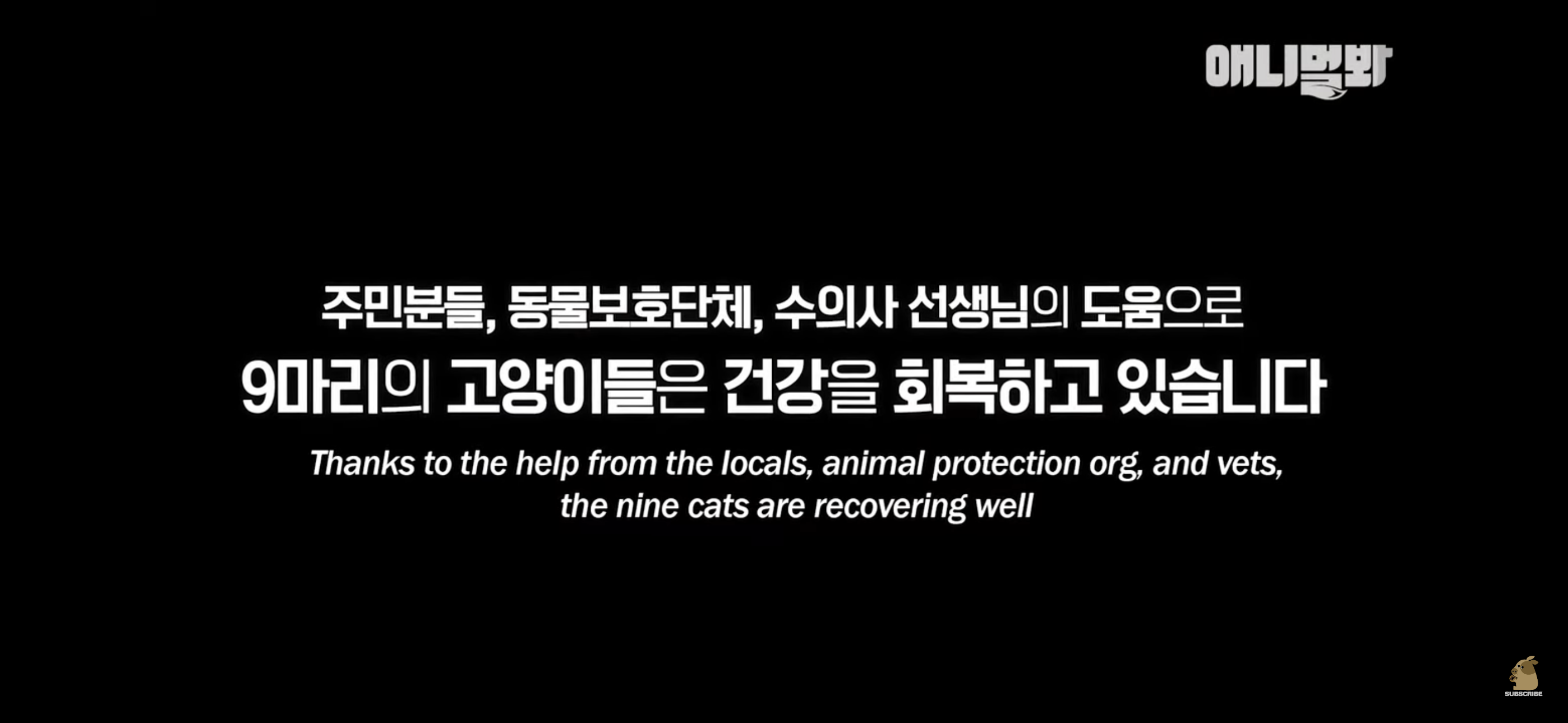 경기도 김포시 마송 휴먼시아 10단지 아파트내에 집단으로 유기된 노르웨이숲 고양이 | 인스티즈