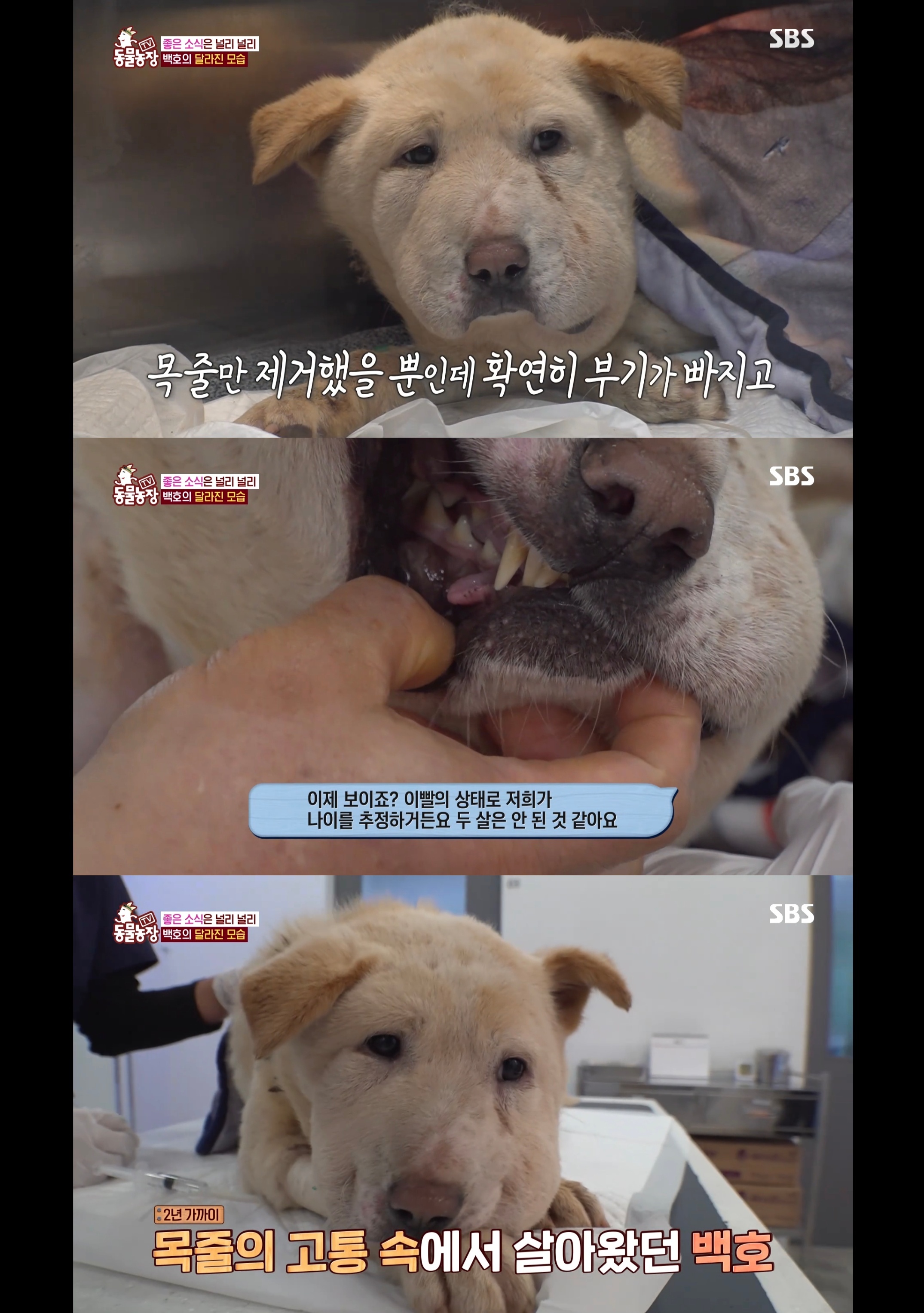 개가 너무 똑똑해서 역대급으로 구조 힘들었던 이번주 동물농장 방송.jpg | 인스티즈