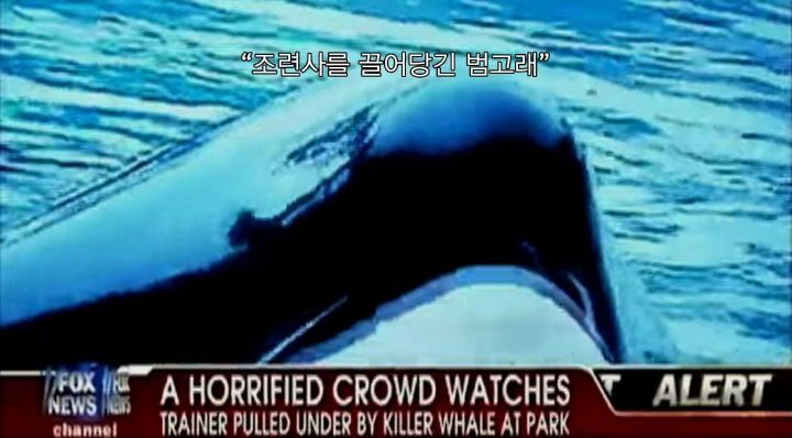 어느날 소방서에 고래가 조련사를 잡아 먹었다는 신고가 들어왔다 .jpg (스압주의) | 인스티즈