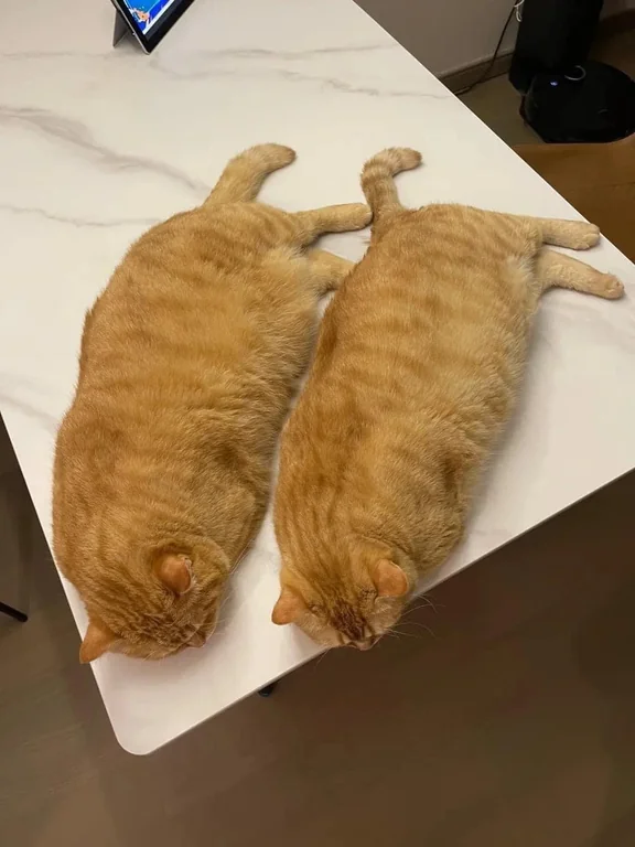 돼지두마리 이미지
