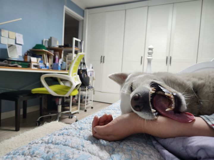 우리집 개 자는거 보실분? | 인스티즈