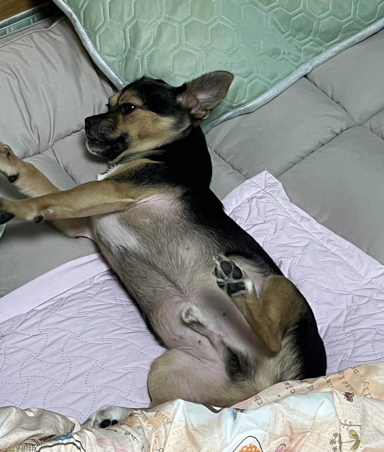 어느 고등학생 눈에 띈 교통사고 당한 유기견 근황 | 인스티즈