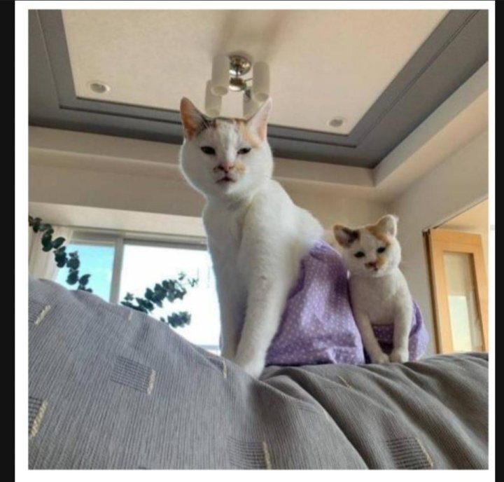 이 정도면 세쌍둥이 아니냐구 | 인스티즈