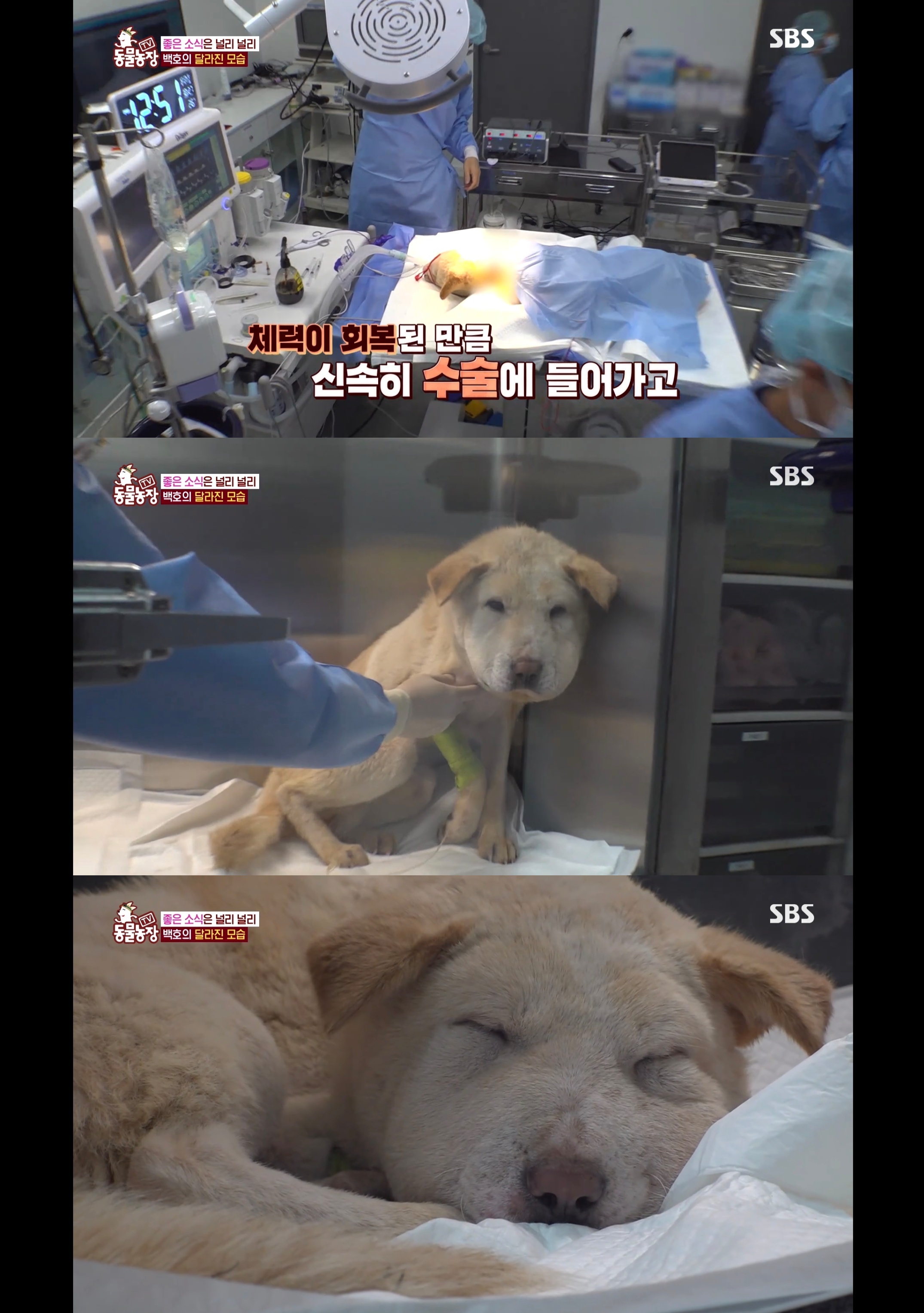 개가 너무 똑똑해서 역대급으로 구조 힘들었던 이번주 동물농장 방송.jpg | 인스티즈