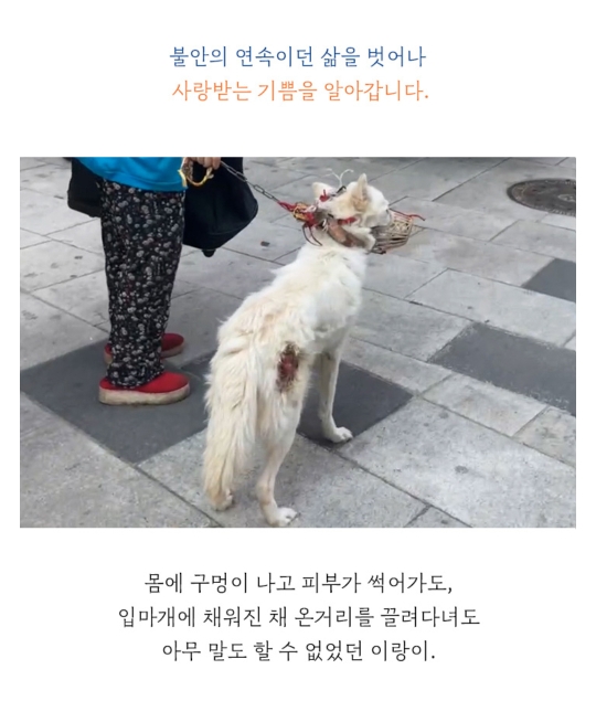 몸에 구멍난채로 끌려다니던 백구, | 인스티즈