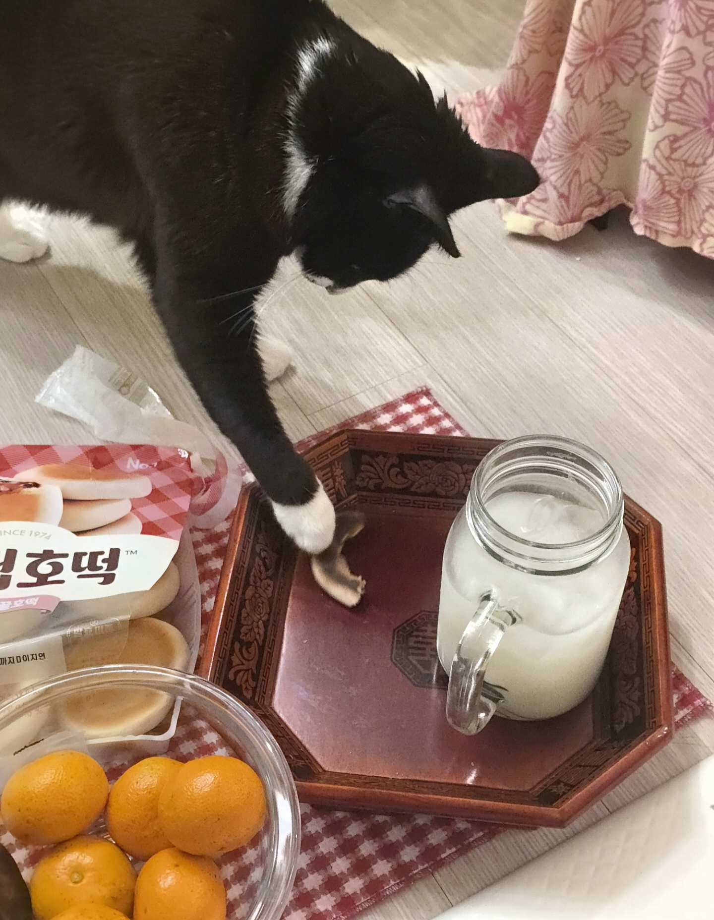 안주 뽏이는 고양이 어떤데 ㅋ 5나탄 ㅋ | 인스티즈