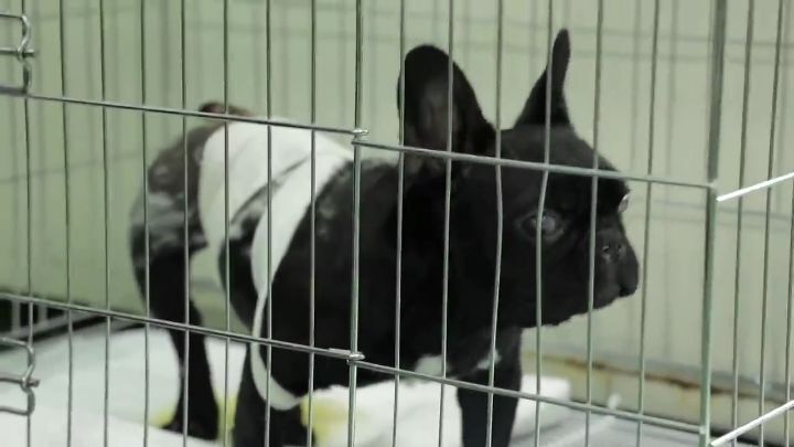 교통사고난 유기견 입양한 설채현 수의사 그리고 윙크 근황😉 | 인스티즈