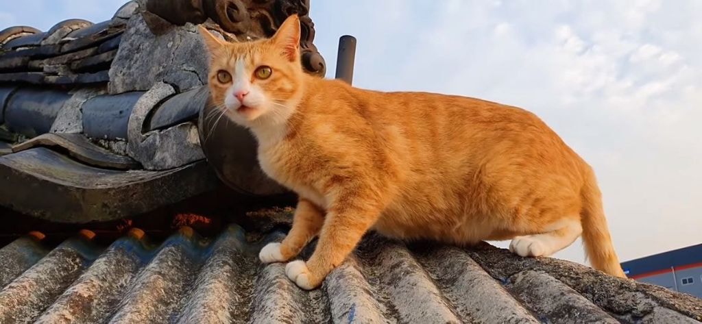 d386b19d767ff09ec76ceb76b3073e8b6c1204e6