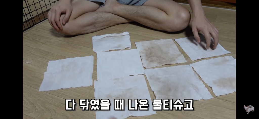 털이 없는 스핑크스는 키우기 편할까? (위생주의) | 인스티즈