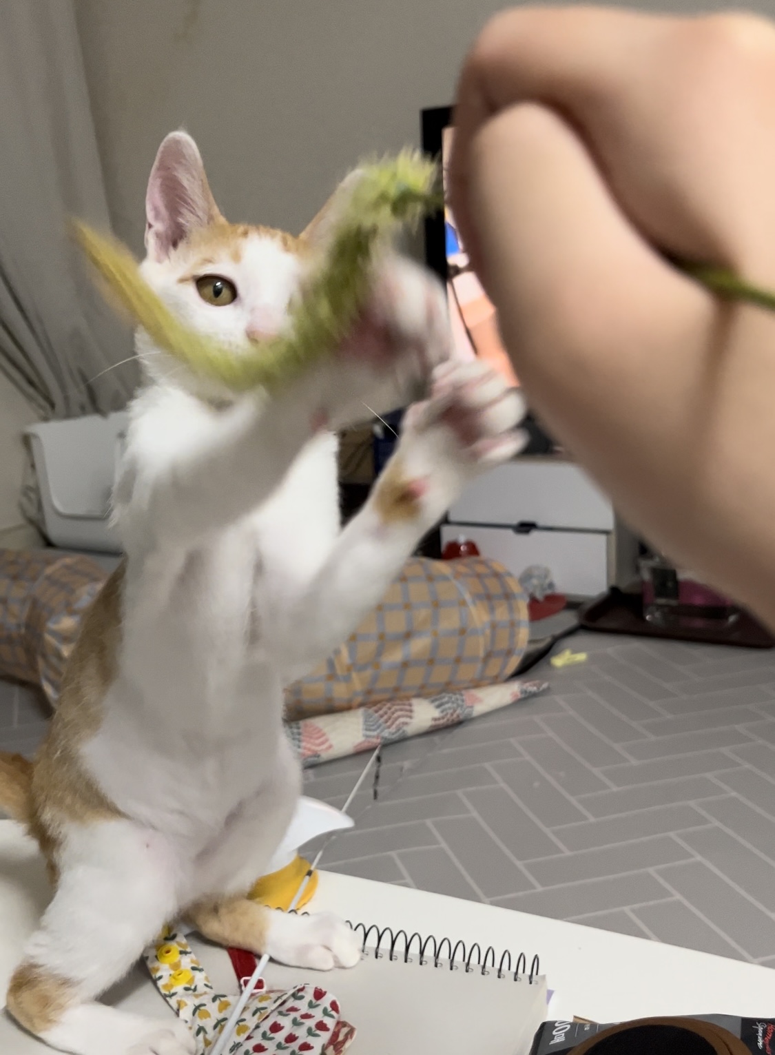 고양이랑 놀아주는 방법 | 인스티즈