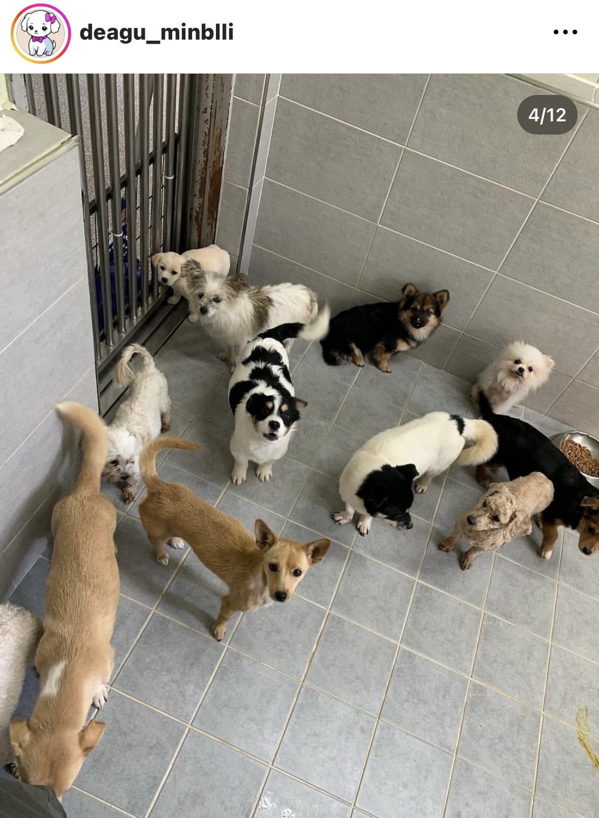 사람을 이렇게나 좋아하는데.. 곧 안락사된대요.... | 인스티즈