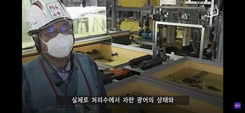 방사능 오염수에서 자란 맛 좋은 일본 광어 | 인스티즈