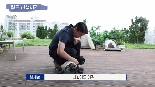 교통사고난 유기견 입양한 설채현 수의사 그리고 윙크 근황😉 | 인스티즈