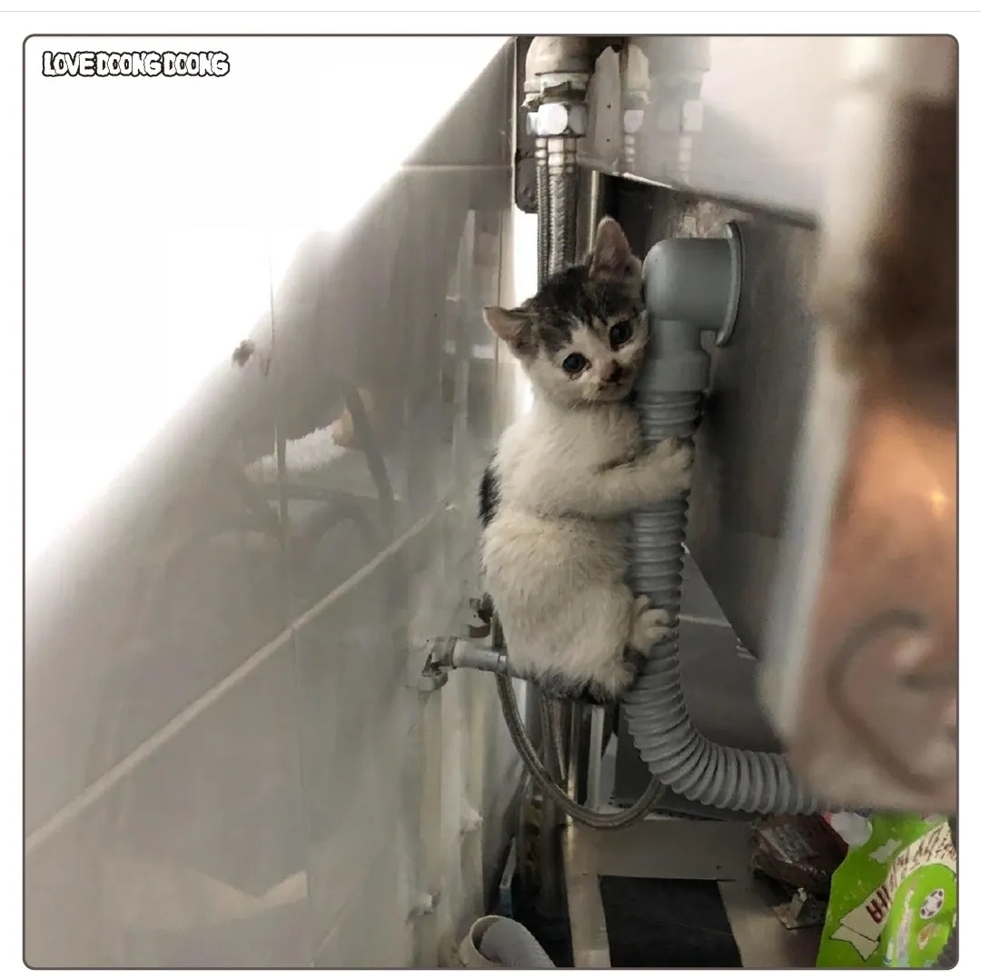 주방 싱크대 뒷편 호스에 매달려있다가 구조된 아기 고양이.jpg | 인스티즈