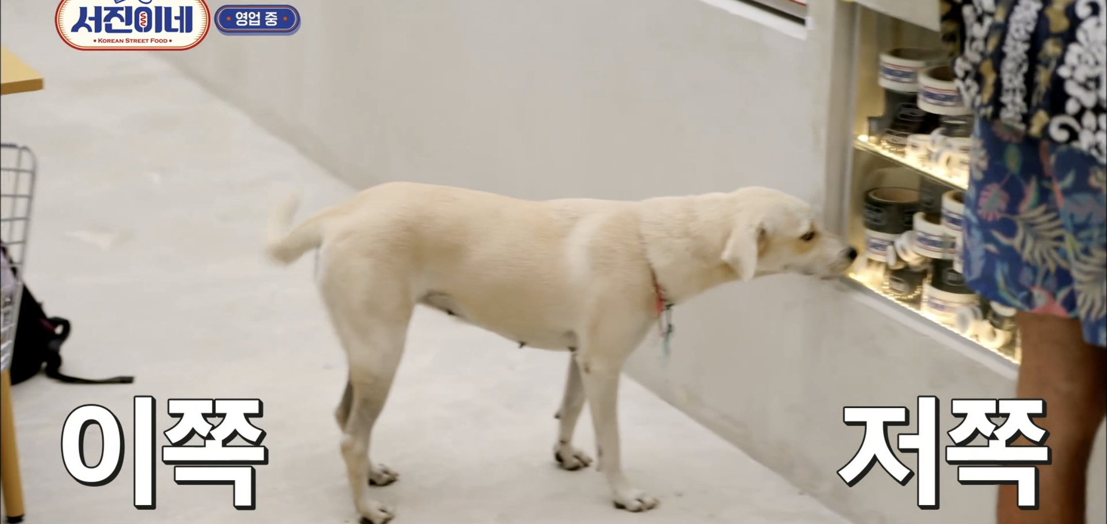[서진이네] 유기견이 식당에 들어와도 신경 안쓰는 사람들.jpg | 인스티즈