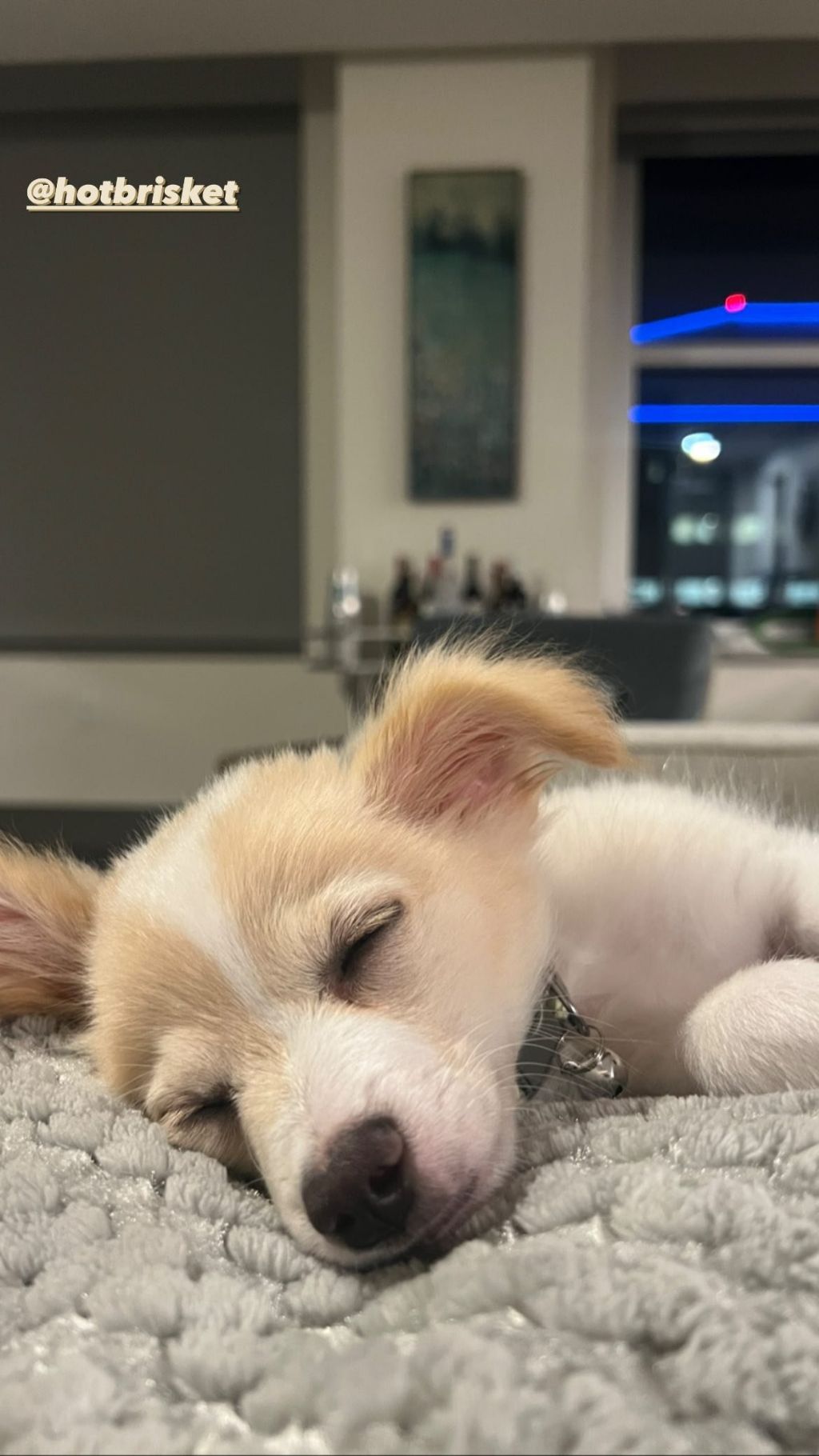 동물 구호 단체에서 유기견 입양한 행맨 | 인스티즈