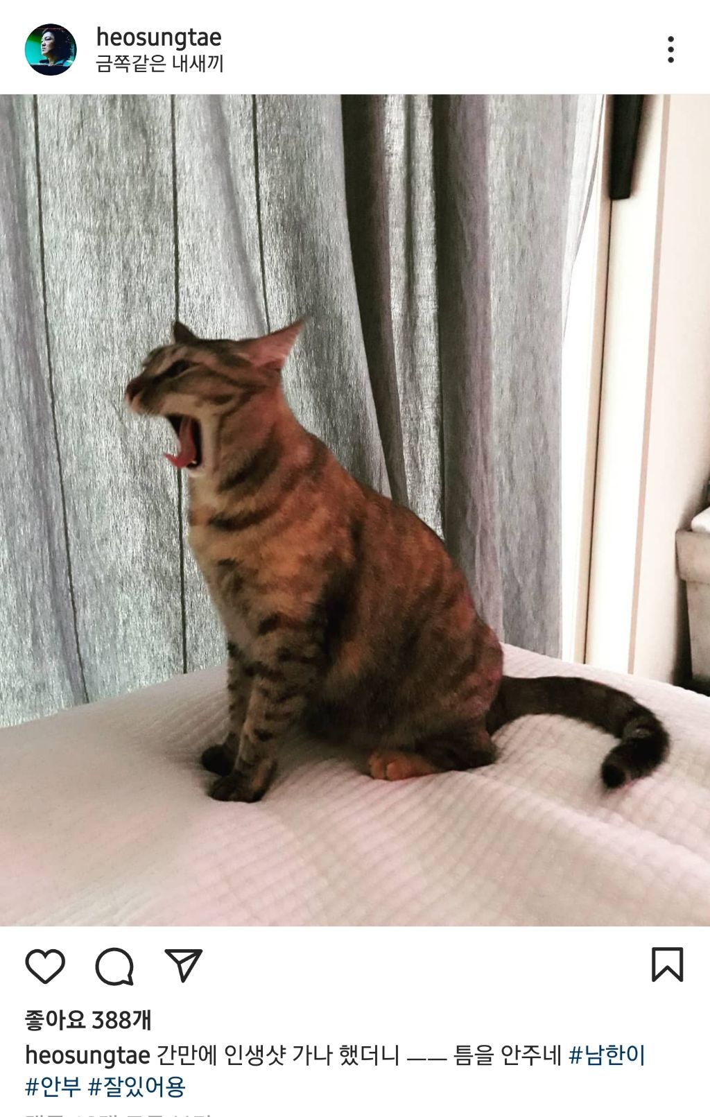 배우 허성태네 고양이들 | 인스티즈