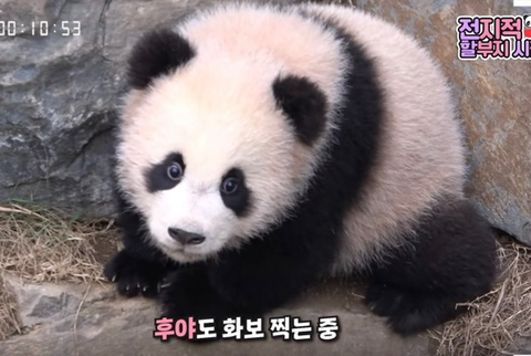 쌍둥이 판다 루이바오 후이바오 구별볍! | 인스티즈