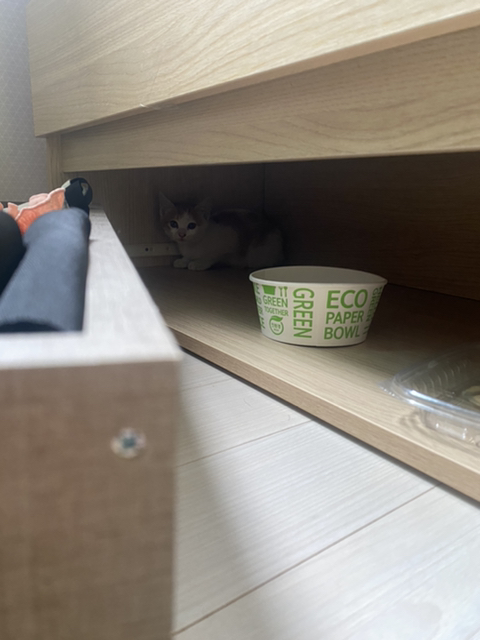 냥줍한지 한달 된 우리 고양이 보고가~!~! | 인스티즈