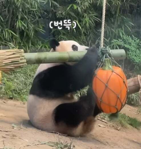 푸바오가 천재인 이유.gif | 인스티즈