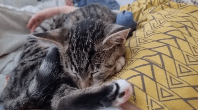 자는 아기랑 고양이를 같이 두지 마세요 | 인스티즈