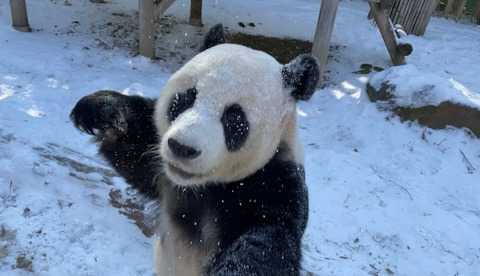 판다월드 아이바오랑 러바오도 탄핵 두 번 겪음 | 인스티즈
