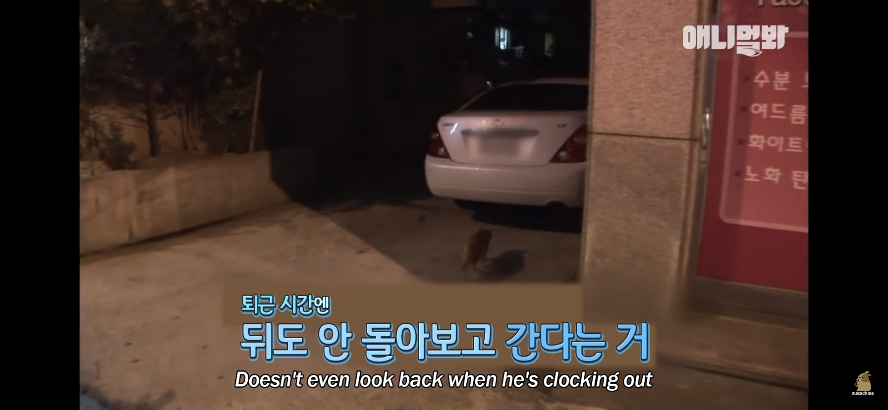 길고양이 목에 쪽지를 달자 생긴 영화같은 일 | 인스티즈