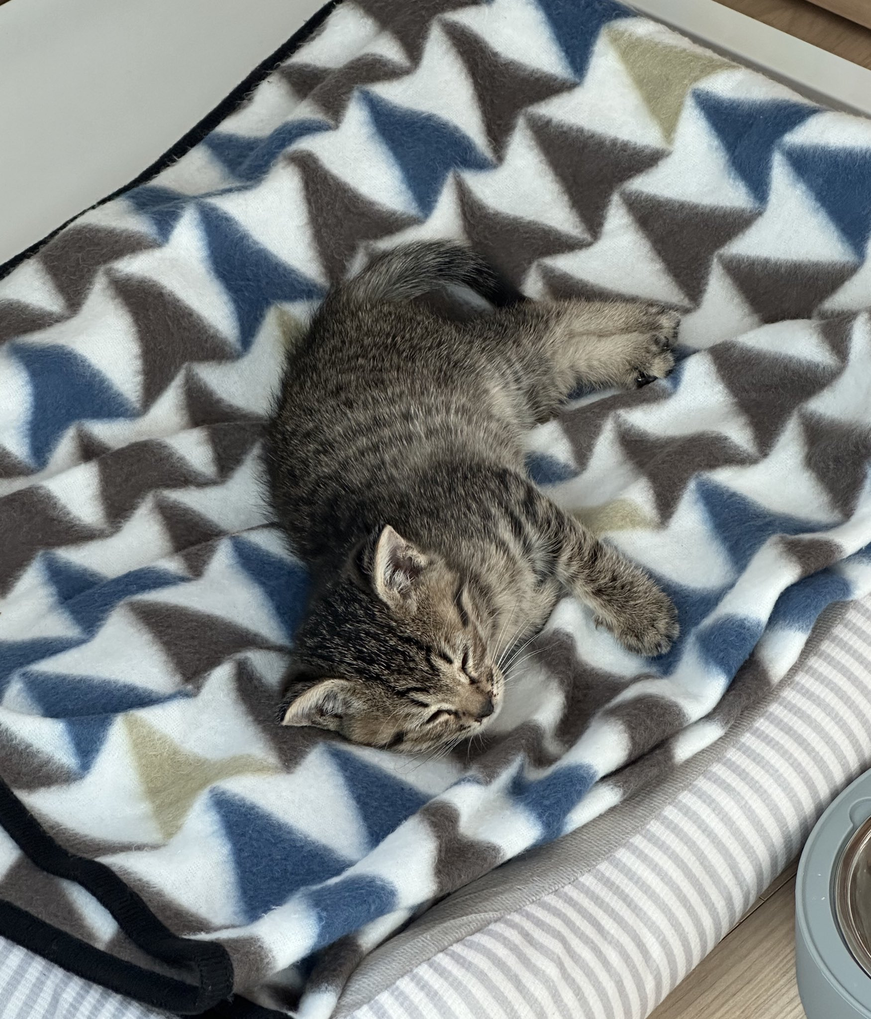 합격기원하러 절에 갔는데 아기 고양이 얻어왔어요 | 인스티즈