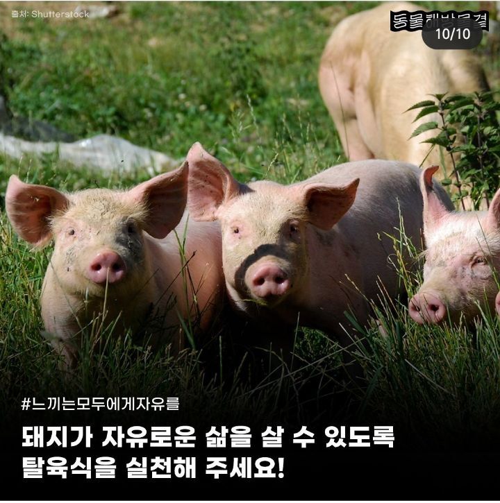 죽을때까지 강제 임신과 출산을 하는 출산기계 | 인스티즈