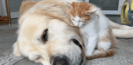 강아지와 고양이 | 인스티즈