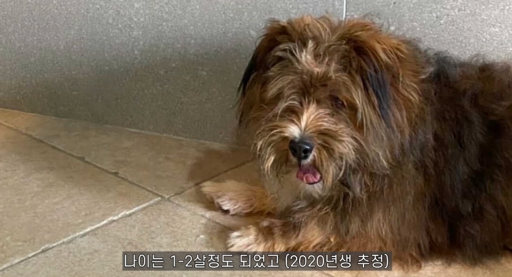 유기견 입양전후 변화. 겁많은 강아지의 100일간 브이로그 | 인스티즈