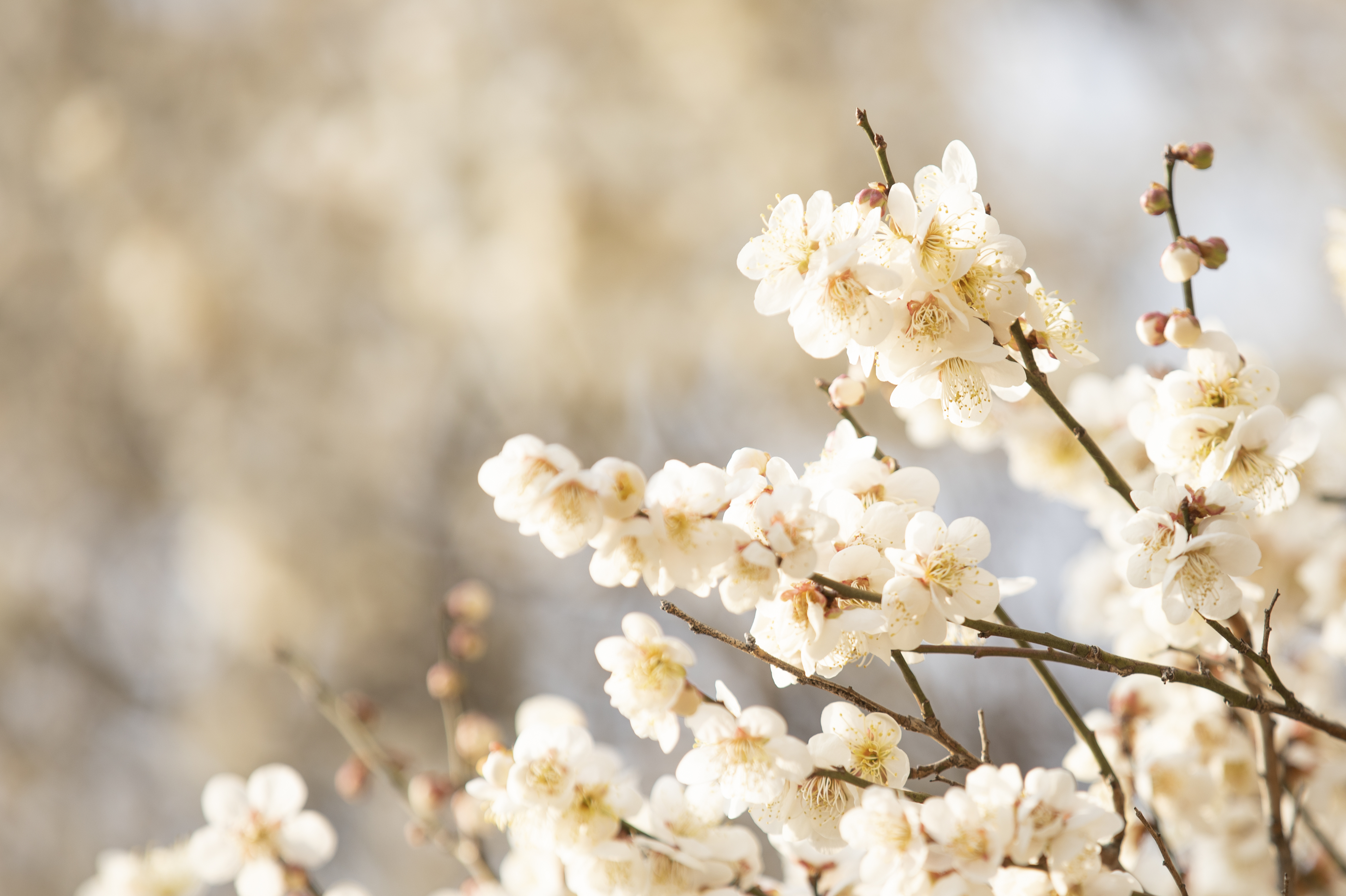 국립산림과학원에서 올려준 배경화면용 매화 사진.jpg | 인스티즈