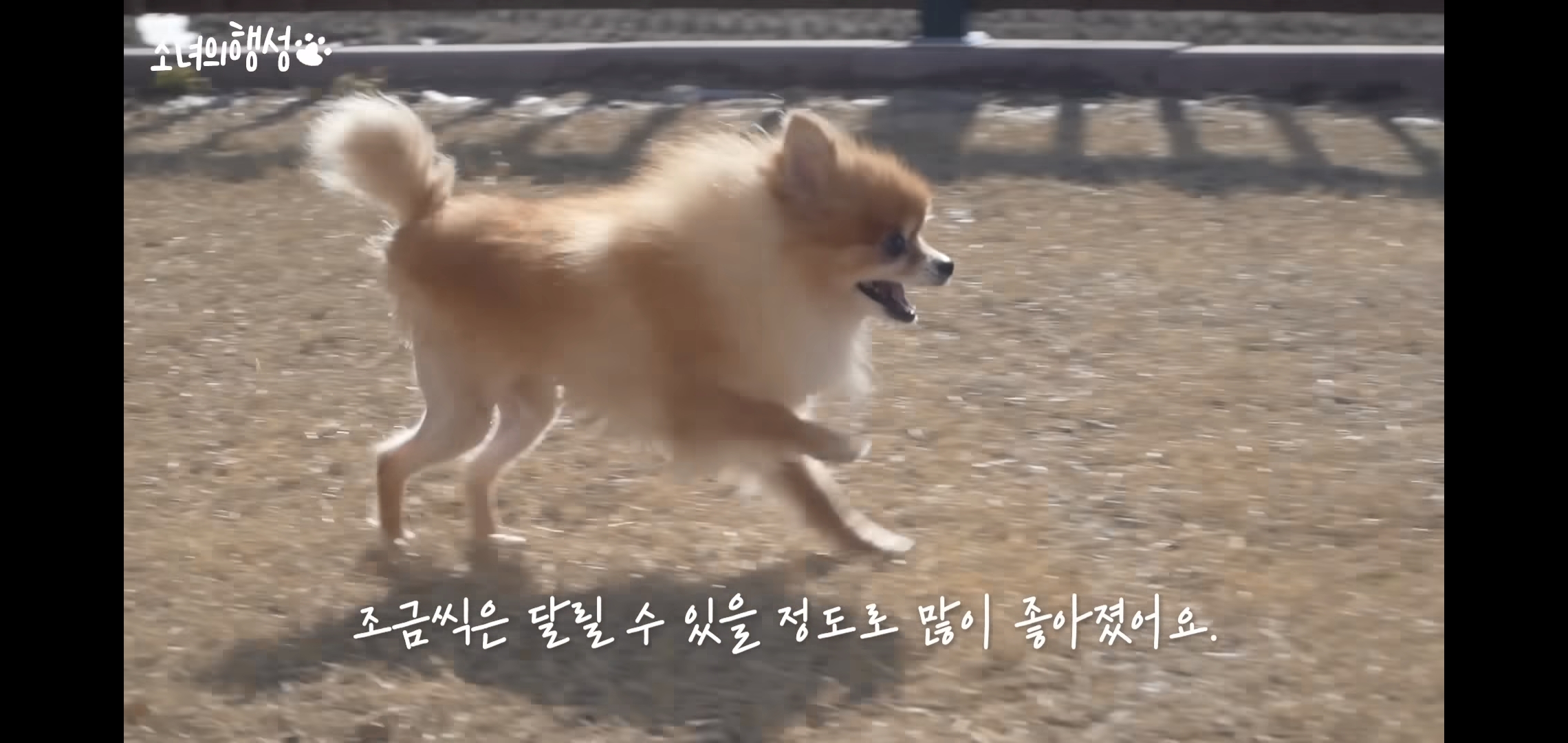 번식장에서 강아지 구조 후 치료했더니 절도죄로 고소당한 유튜버.jpg | 인스티즈