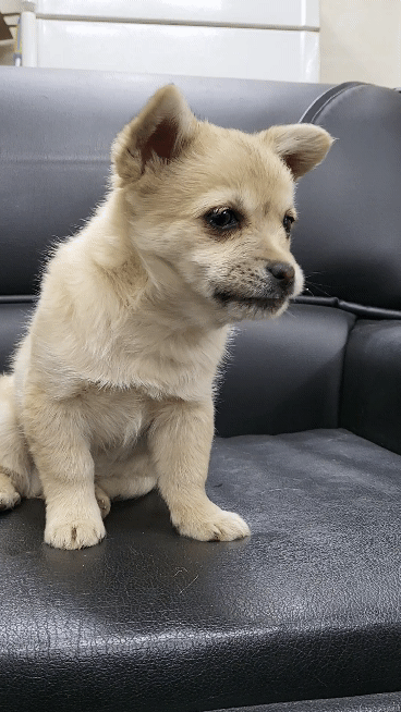 (공지라니... ++추가)새로생긴 회사 복지.. 미쳐서 도저히 일을 못하겠네.. (추가....)++추가 | 인스티즈