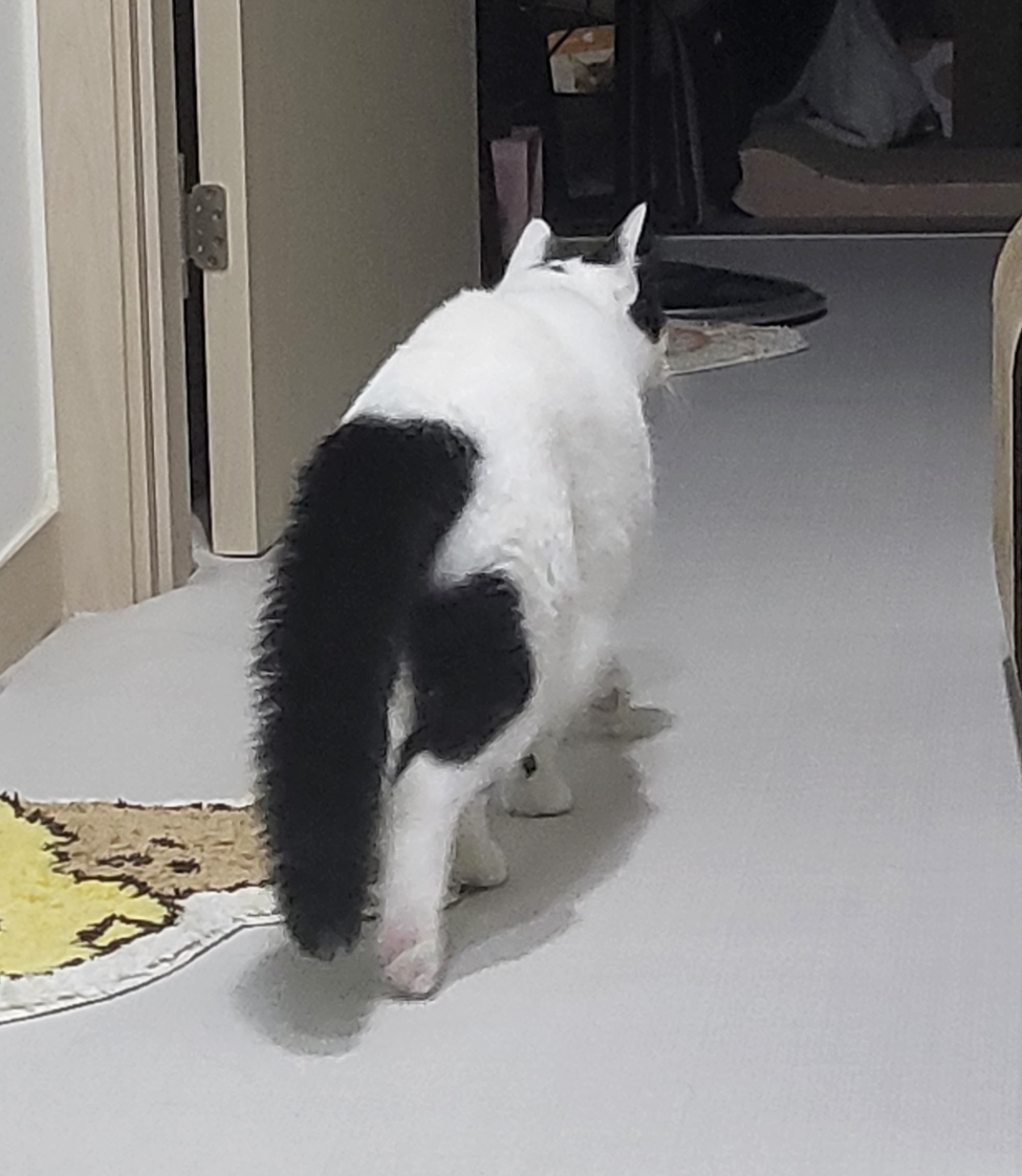 개 키우는 집 놀러갔다가 우리 고양이한테 신뢰를 잃었다 | 인스티즈