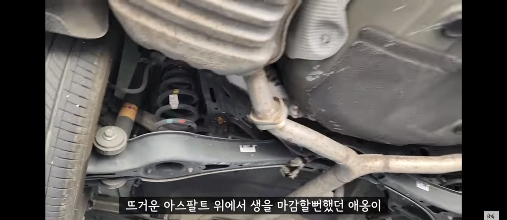 가족들 몰래 고양이를 갖다버린 아빠 | 인스티즈