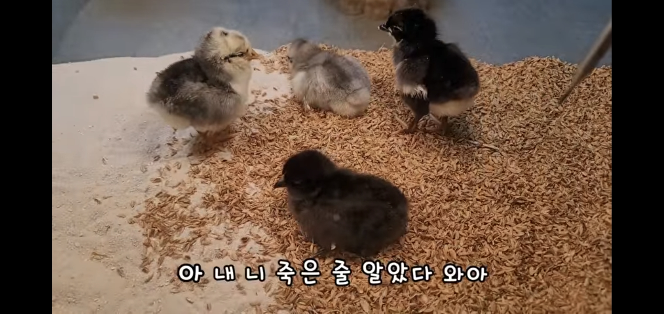 오늘자 폭력적이고 불쌍한 영상 올린 유튜버 매탈남.jpg | 인스티즈