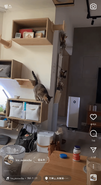 벽부착 캣타워 대참사... | 인스티즈