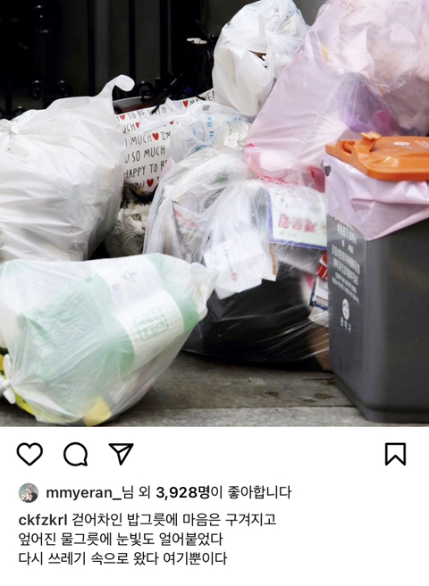 길에서 살아가는 고양이들 모습을 담은 인스타 | 인스티즈