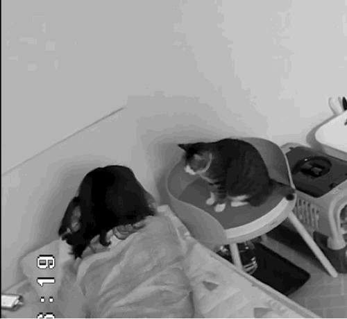 [고양이] 나 맞고 살아.. +꾸준히 증거 업뎃중 | 인스티즈