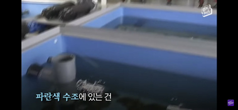 방사능 오염수에서 자란 맛 좋은 일본 광어 | 인스티즈