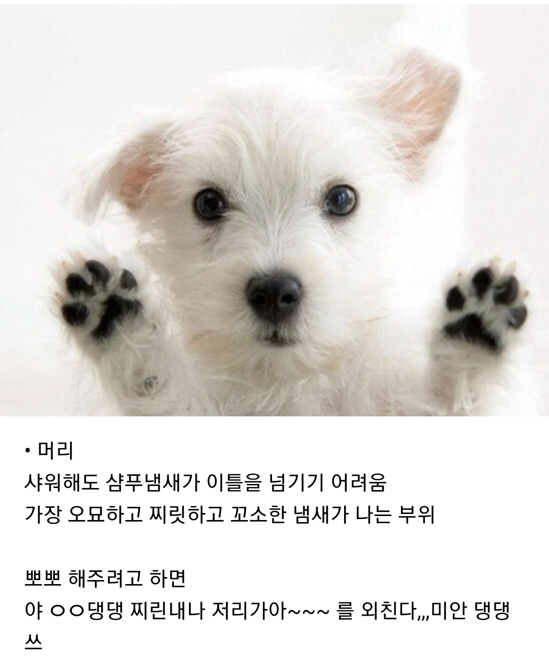 강아지 부위별 냄새 특징(주관적 주의) | 인스티즈