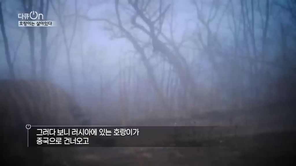 '절멸'의 '한국 호랑이'. 🐅 그 100년간의 이야기. -마지막- | 인스티즈