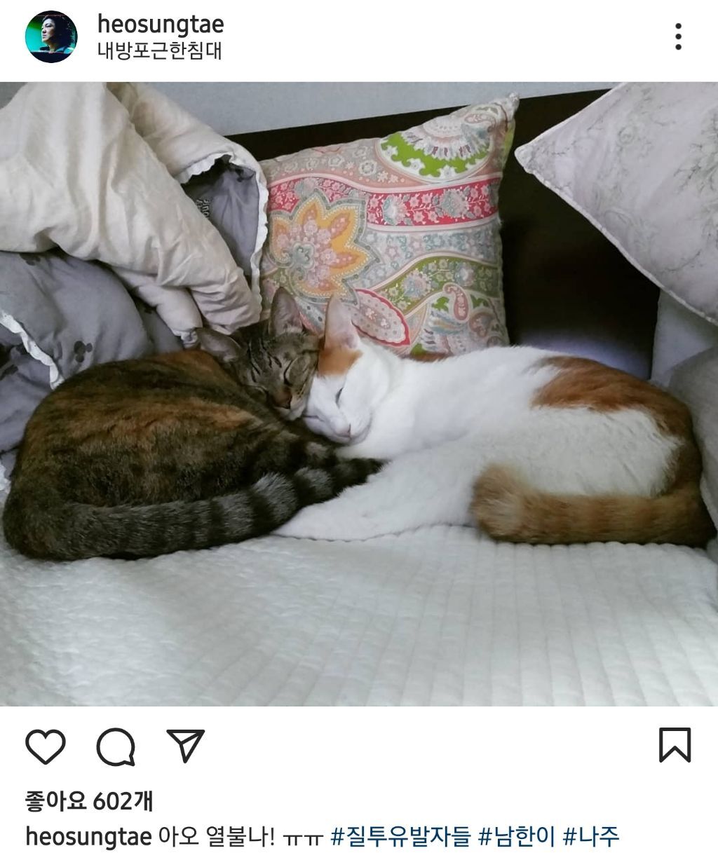 배우 허성태네 고양이들 | 인스티즈