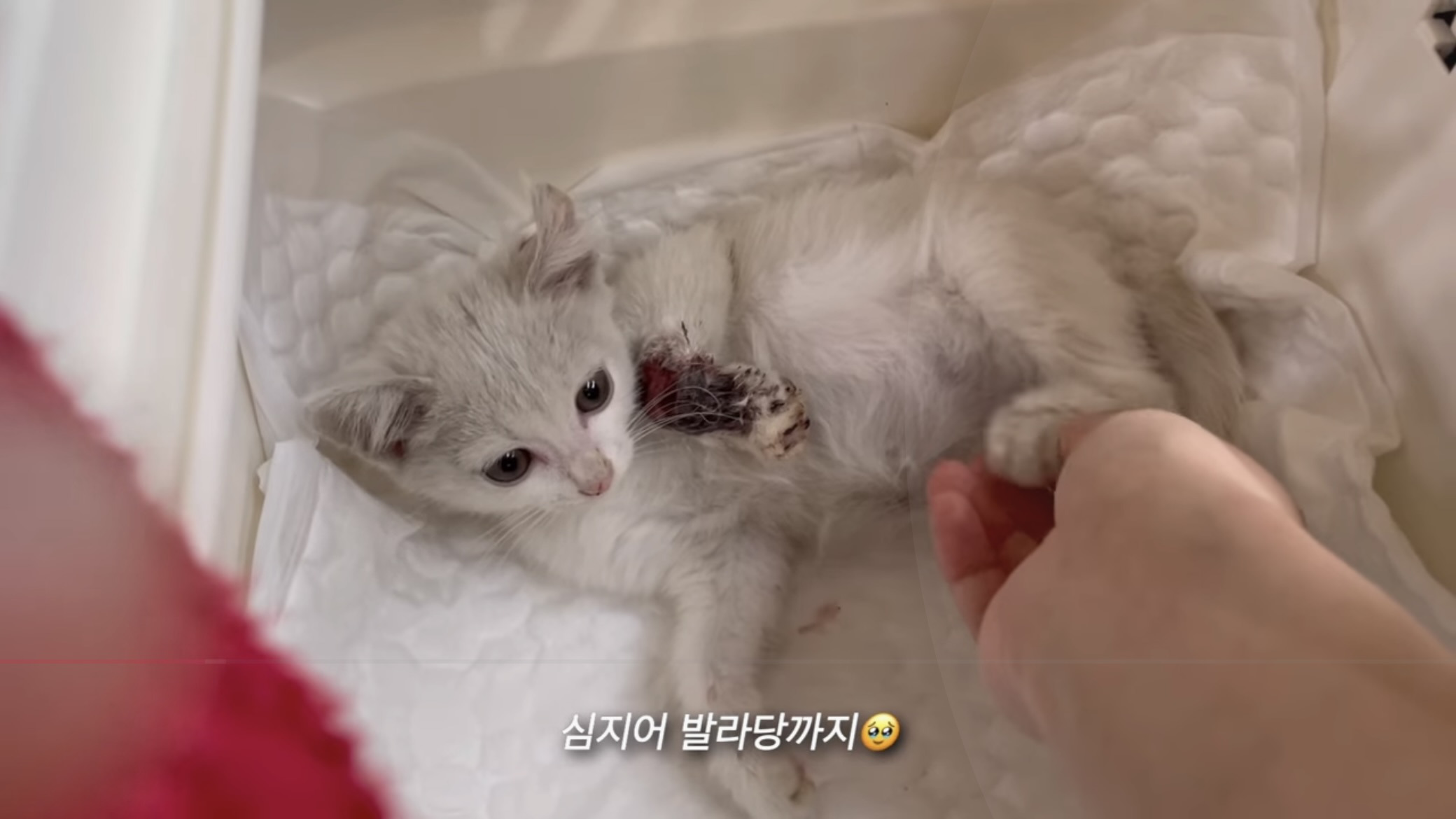언니가 다리다친 아기고양이를 주워왔다 | 인스티즈
