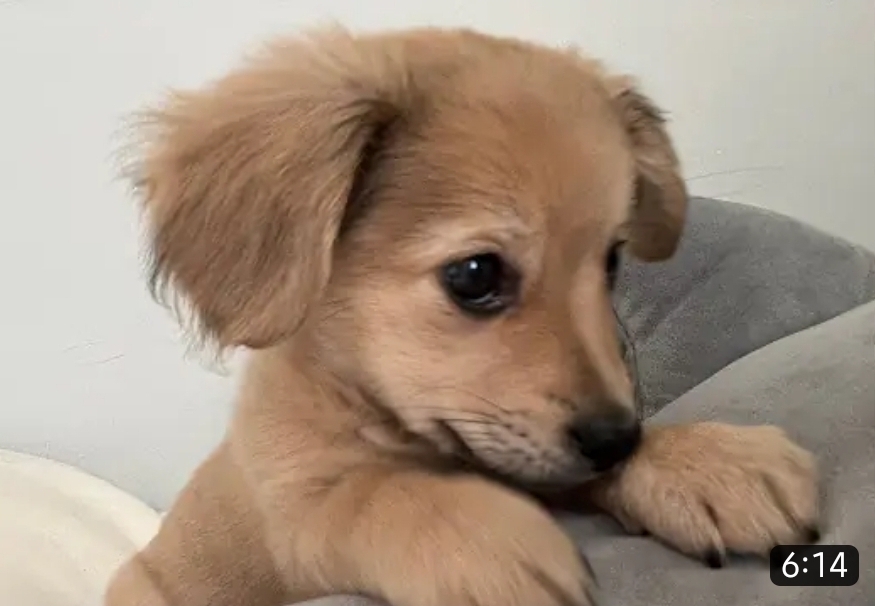 유기견 입양 브이로그 🐶 너무 귀여워 .jpg | 인스티즈