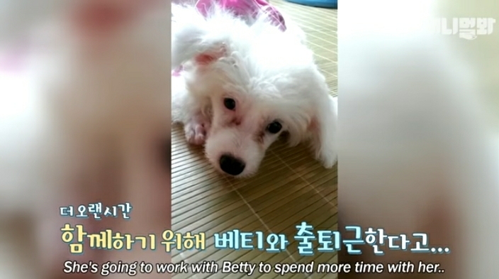 수줍음이 많은 강아지가 사람을 좋아하는 법 | 인스티즈